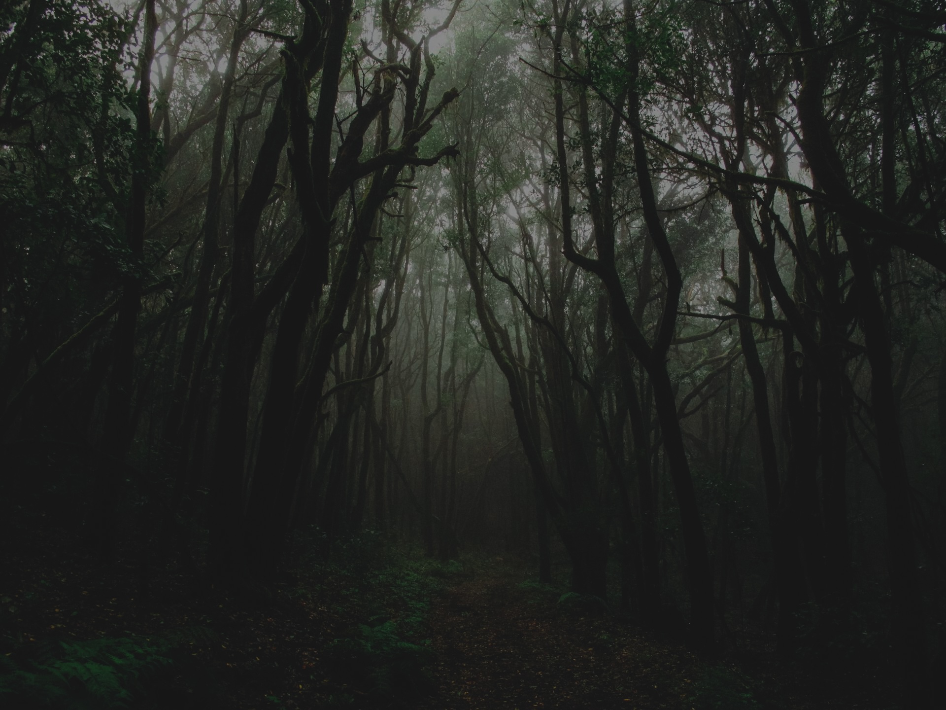 R.A.R. : LA FORÊT ILLUMINÉE